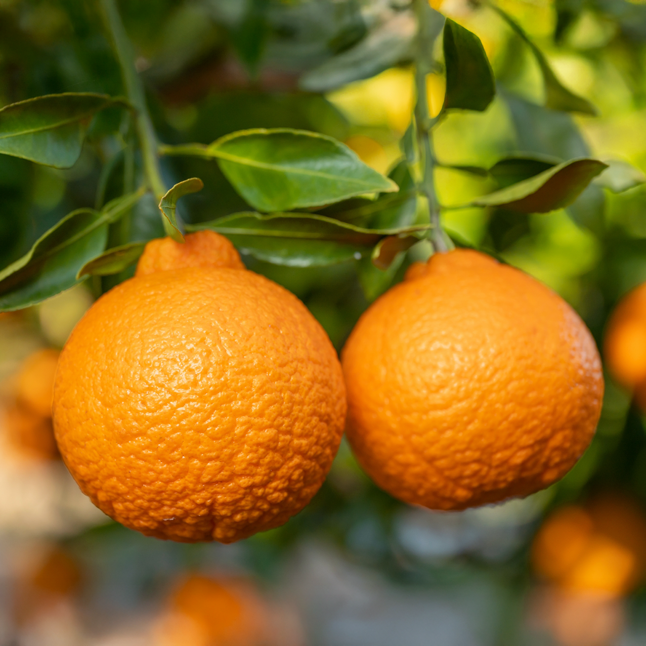 2月　デコポン(不知火)