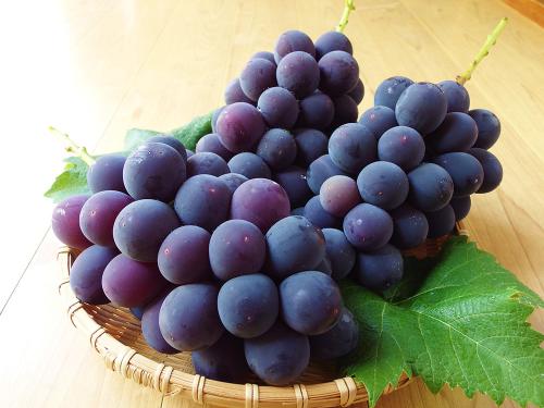 山梨県産 巨峰🍇