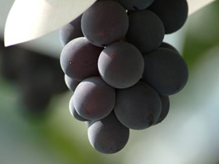 山梨県産 巨峰🍇